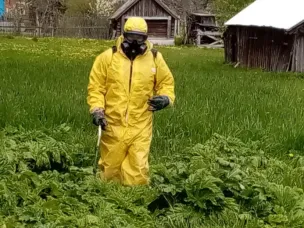 Бои с борщевиком продолжаются.