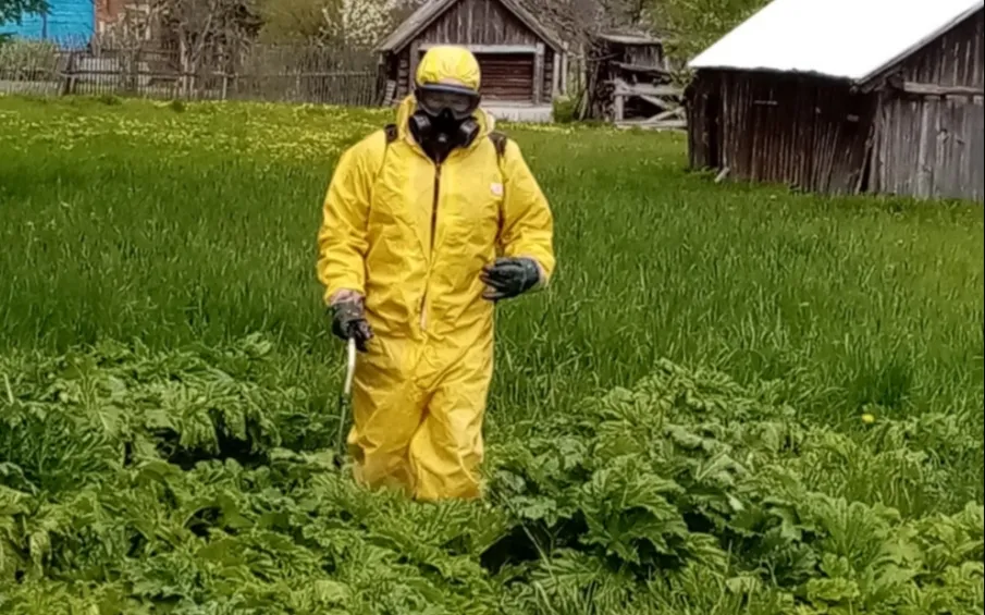 Бои с борщевиком продолжаются.